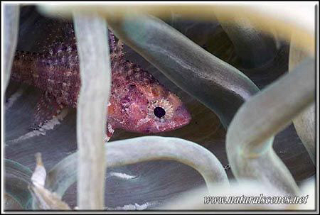 Suicidal fishie 350d/70mm by Yves Antoniazzo 