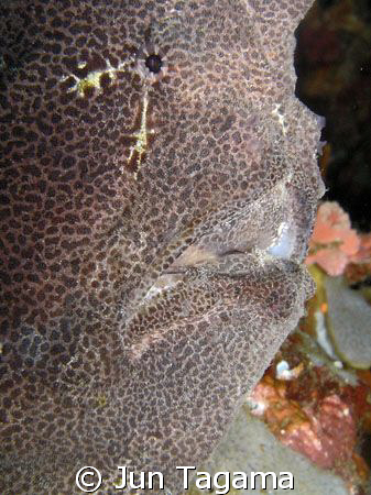 face of ugly froggy. no cropping done by Jun Tagama 