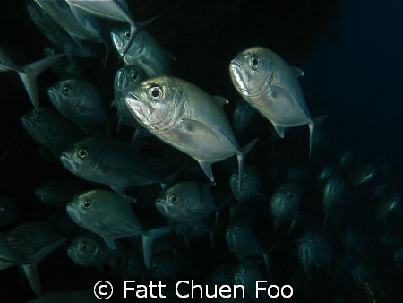 School of Trevally, Sipadan. Canon G9 , two Inon strobes by Fatt Chuen Foo 