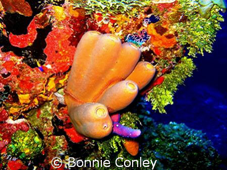 Photo taken July 2008 in Grand Cayman with a Canon SD550 by Bonnie Conley 
