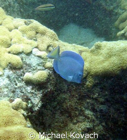 Ocean Surgeonfish on the inside reef at Lauderdale by the... by Michael Kovach 