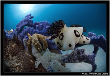 Maybe under the wrong categorie,I'm not sure with woukd b... by Yves Antoniazzo 