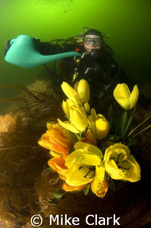 UNDERWATER TECHNICAL GARDENING. New sport in Scotland due... by Mike Clark 