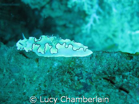 Glossadoris Atromarginata, taken in July 2008 by Lucy Chamberlain 