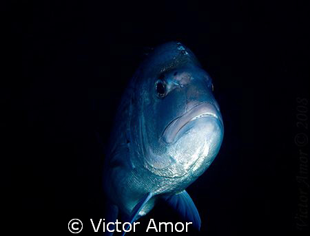 Silver ghost by Victor Amor 