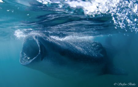 whaleshark, mexico, nikon d200 by Steffen Binke 
