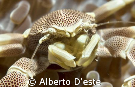 Anemone Crab or Tanker Crab? by Alberto D'este 