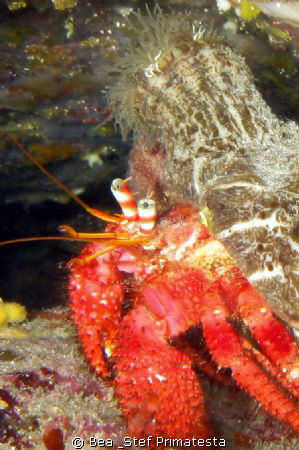 Hermit crab with anemon (Dardanus calidus & Calliactis pa... by Bea & Stef Primatesta 