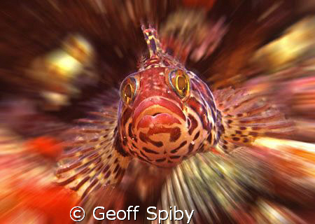 Cape clinid, False Bay, Cape Town by Geoff Spiby 