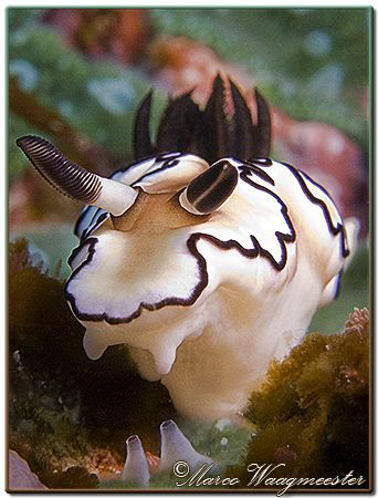 Nudibranch (Glossodoris atromarginata) - (Canon G9, D2000... by Marco Waagmeester 