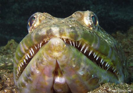 Lizardfish (Synodus synodus). by Helena Encarnação 