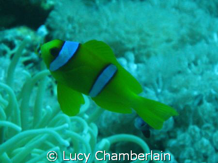 An Anemone Fish, taken in the Red Sea in 2007 by Lucy Chamberlain 