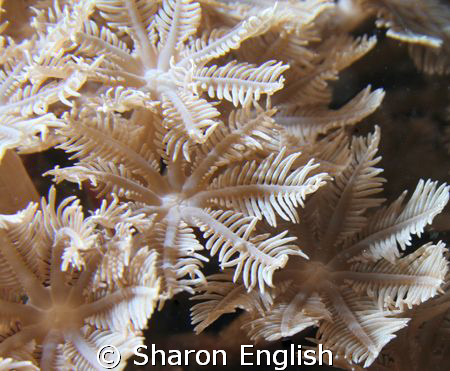 Is a love of soft coral level with  a love of bird watchi... by Sharon English 