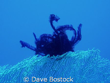took this s it looked so delicate now my wall paper on my... by Dave Bostock 