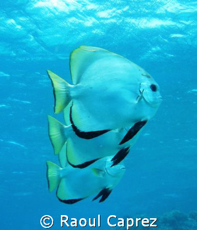 Platax boersii by Raoul Caprez 