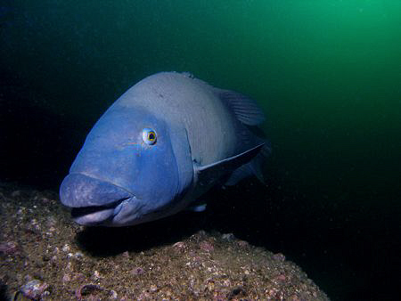 Blue Groper, Bare Island by Doug Anderson 