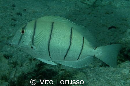 Fish by Vito Lorusso 