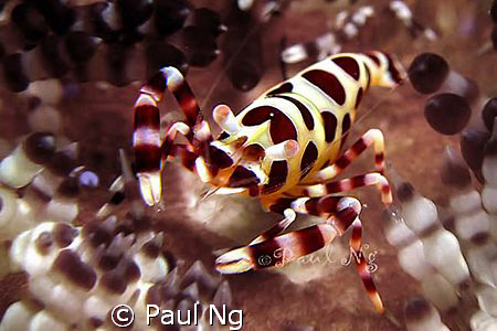 Do I look "SPECIAL"? :D by Paul Ng 