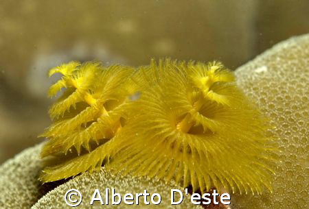 Christmas tree in night dive by Alberto D'este 