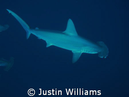 Awesome dive with 13 Hammerheads for 20 minutes, we were ... by Justin Williams 