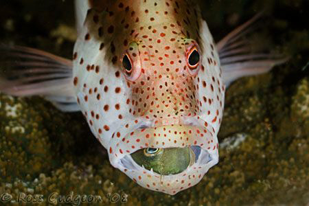 I think he picked the wrong hole to hide in.  Forster's H... by Ross Gudgeon 