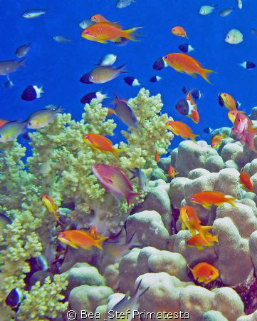 "Aquarium". Not sure about the category, could it be "wid... by Bea & Stef Primatesta 