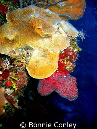 Photo taken July 2008 at Grand Cayman with a Canon SD550. by Bonnie Conley 