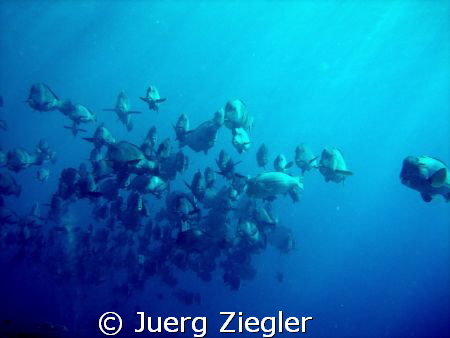 what a wunderful view ! huge bumphead school at barracuda... by Juerg Ziegler 