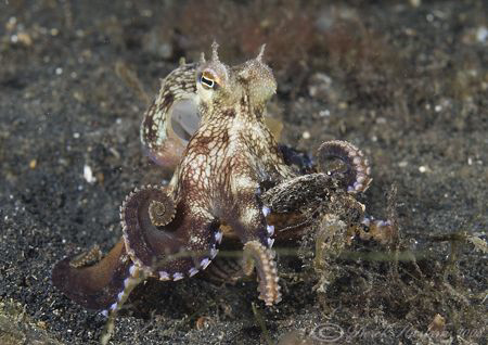 Veined octopus. Lembeh straits. D200, 60mm. by Derek Haslam 