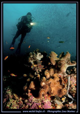 The rich diversity of the Indian Ocean.... by Michel Lonfat 