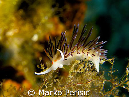 Flabellina by Marko Perisic 