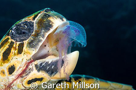 Spent around twenty minutes swimming with this guy, going... by Gareth Millson 