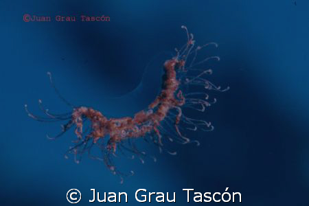 HYDROMEDUSE ? by Juan Grau Tascón 