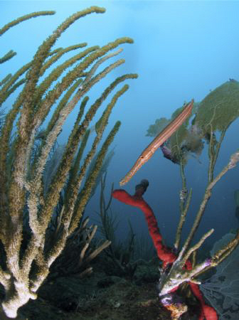 Trumpet fish. by Juan Torres 