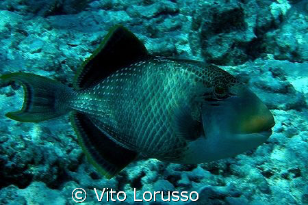 Fishs - Balistoides Viridescens by Vito Lorusso 