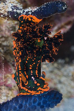 Hanging out for a meal.  After eating a colony of its fav... by Ross Gudgeon 