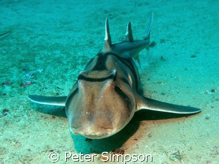"Donk!" Moments before inpack, Photo of a Port Jackson Sh... by Peter Simpson 