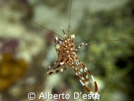 Anemone Shrimp in Maldives by Alberto D'este 