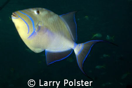 The Queen, D70, Santa Lucia, Cuba by Larry Polster 