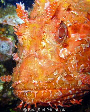 Portrait. (Scorpaena scrofa) by Bea & Stef Primatesta 
