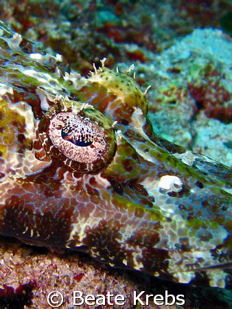 Crocodile fish at Wakatobi (one of my first pictures I've... by Beate Krebs 