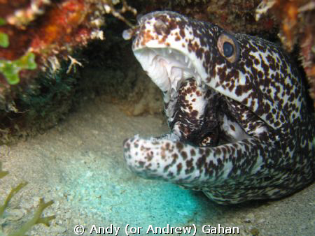 Moray in St. Martin (Dutch Antillies) Shot with a Canon I... by Andy (or Andrew) Gahan 