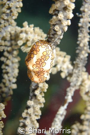 Flamingo Tongue.  Nikon D200, 60mm, aquatica housing, YS1... by Shari Morris 