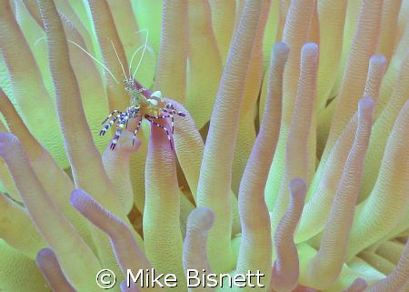 Spotted cleaner surrounded by its home. by Mike Bisnett 