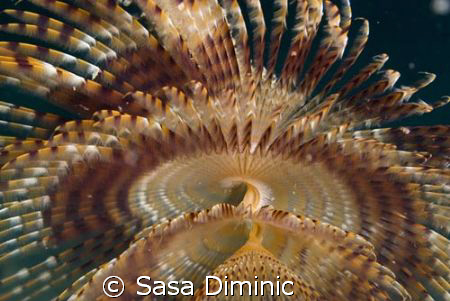 Dressed to dance by Sasa Diminic 