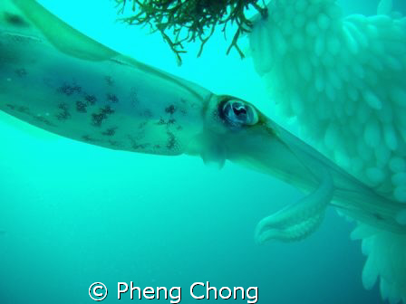 Saw these squids busy laying eggs while doing my safety s... by Pheng Chong 