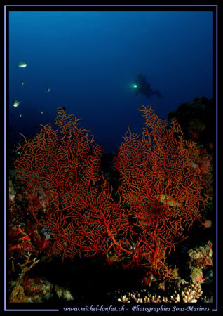 Diver in the Indian Ocean... :O) by Michel Lonfat 