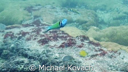 Bluehead on the inside reef at Lauderdale by the Sea by Michael Kovach 