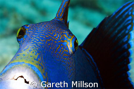 What can I say? He just wanted to be photographed!! by Gareth Millson 