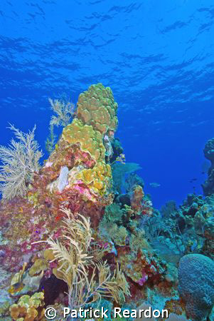 Reef shot from Bob's wall, North shore, Grand Cayman.  Wa... by Patrick Reardon 